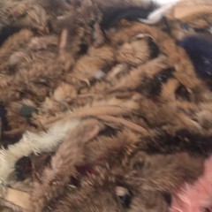回收旧货尾货毛领帽条皮草